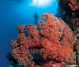 Diver floats above a soft coral tree