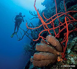 Diver floats near corals. Diver is holding a camera. One coral is red