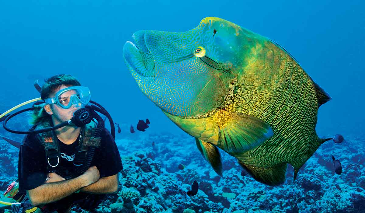 Diver floats next to a giant green wrasse