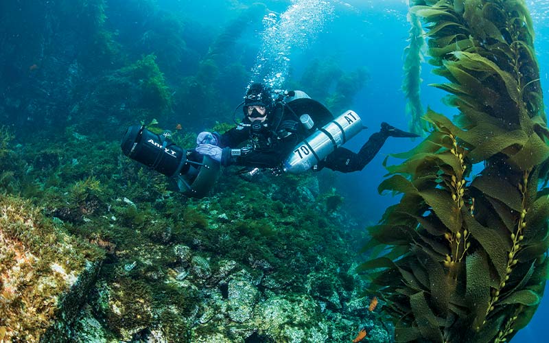 Diver holds onto equipment while swimming away from kelp