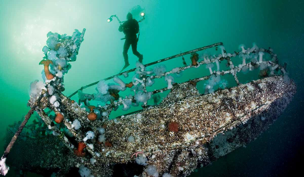 Diver hovers over a sponge-encrusted shipwreck
