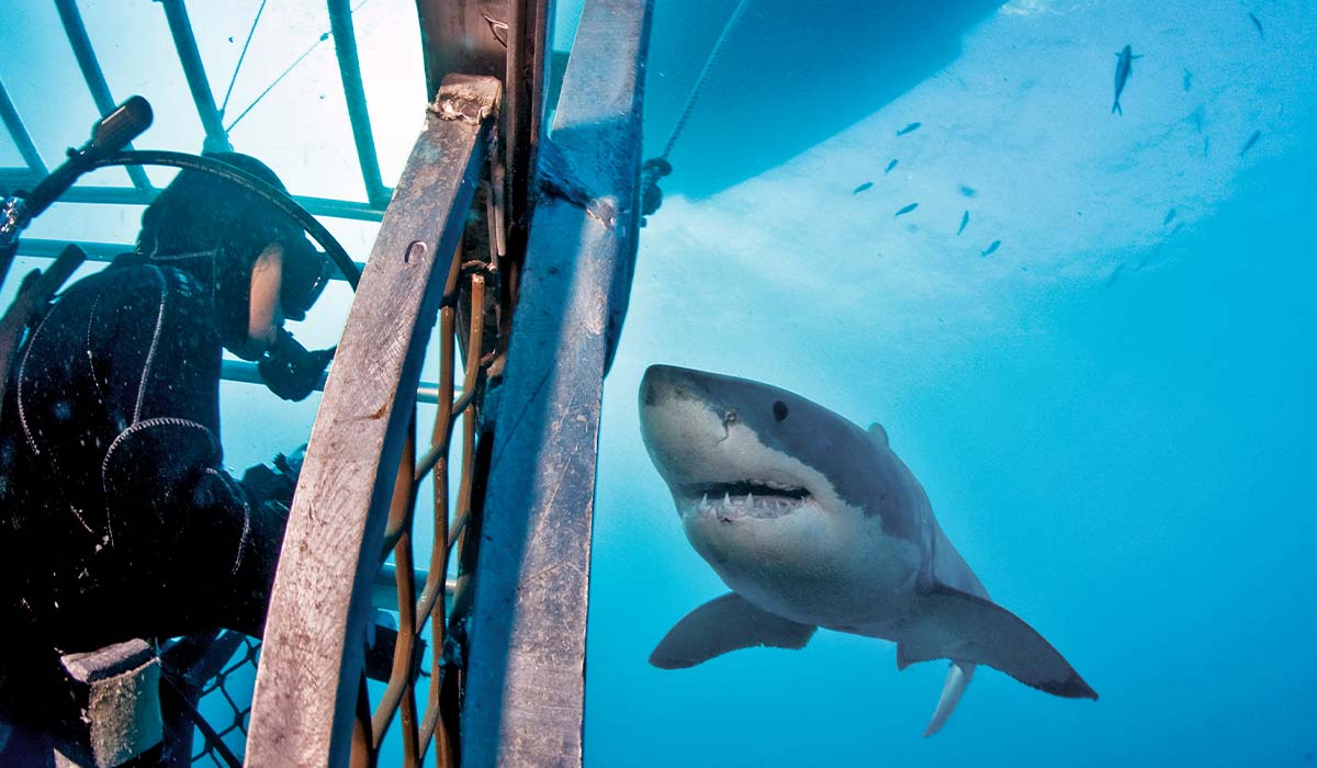 Diver in a shark cage looks at an exterior great white shark