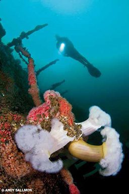 Diver in background of anemones