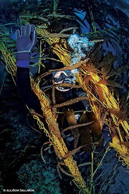 Diver is entrapped with kelp