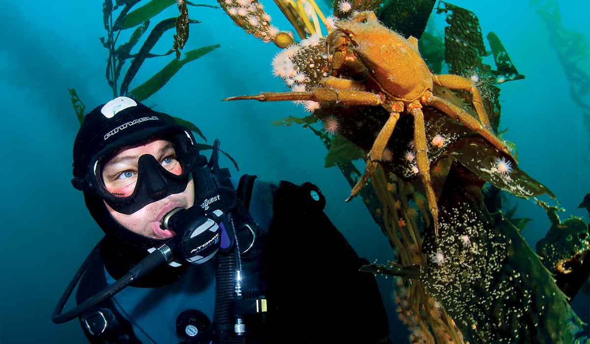 Diver looks at a crab crawling up kelp