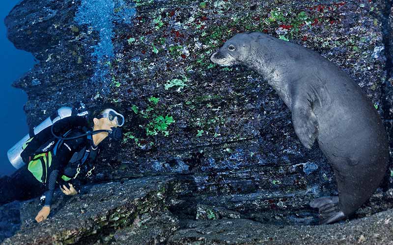 Diver looks directly at a seal. They're having a staring contest and the seal might be winning