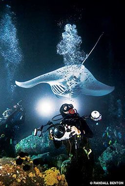 Diver looks up at a stingray