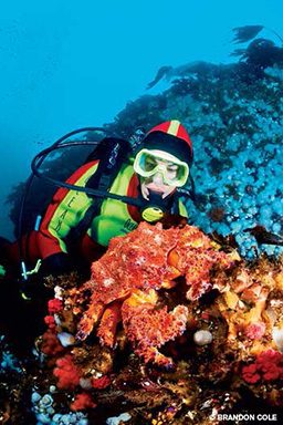 Diver in a red-and-neon-yellow drysuit peers at a red and lumpy king crab.