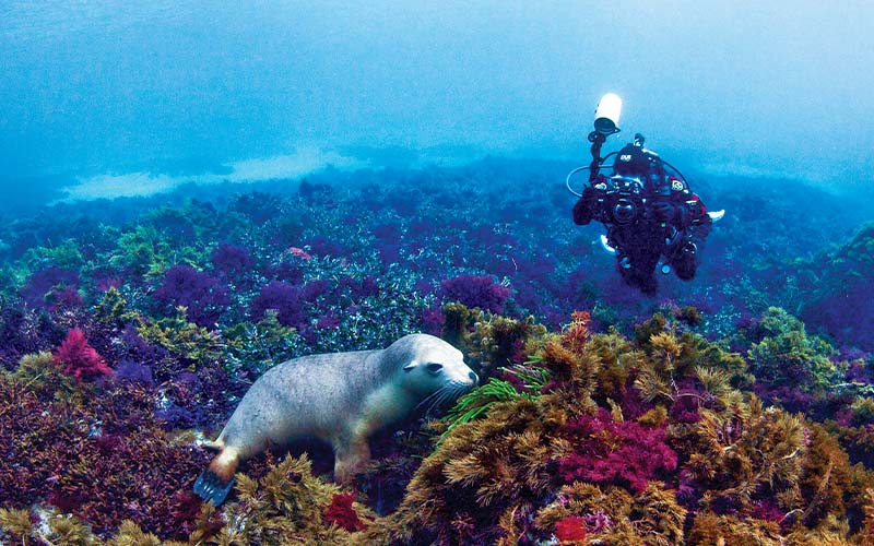 Diver photographs a sea lion