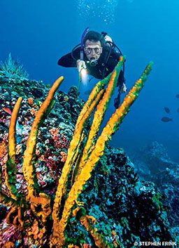 Diver shines a flashlight on yellow corals