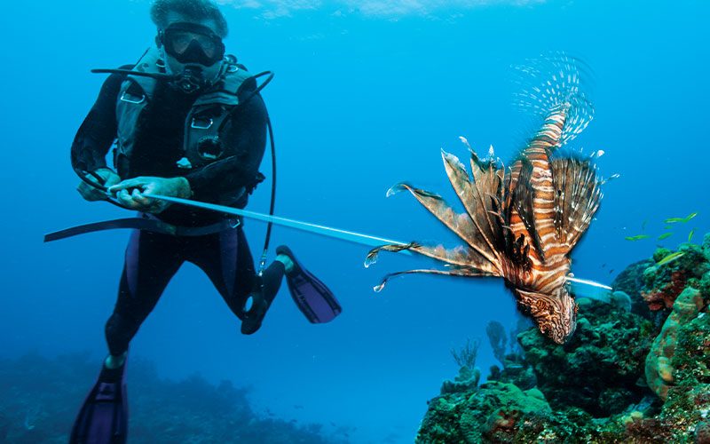 Diver spears a lionfish
