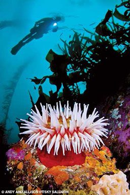 Diver swims above an anemone