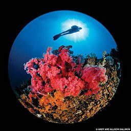 Diver swims above corals