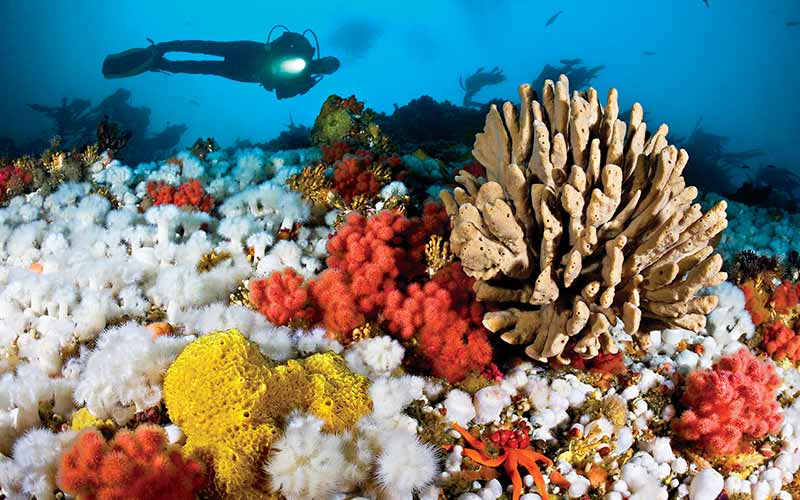 Diver swims above rainbow corals