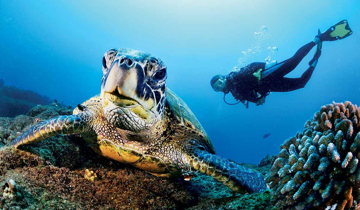 Diver swims behind a giant sea turtle