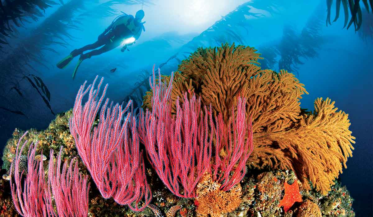 Diver swims on top of corals
