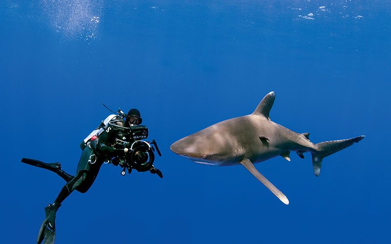 Diver takes a video of a shark