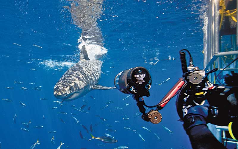 Diver's two arms come out of shark cage in an attempt to photograph a shark