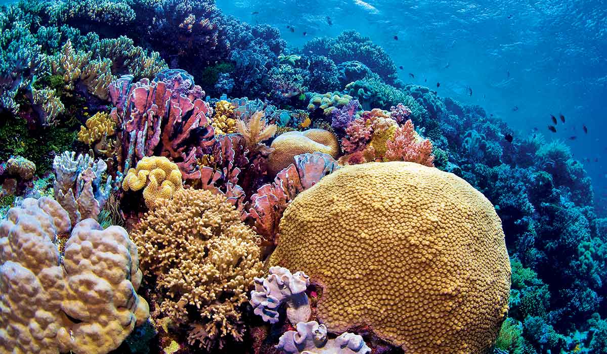 Diverse and colorful coral reef