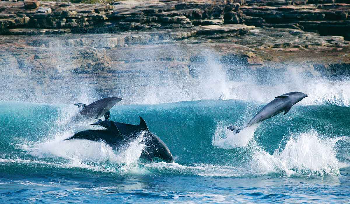 Dolphins surf the waves in front of a rock facing