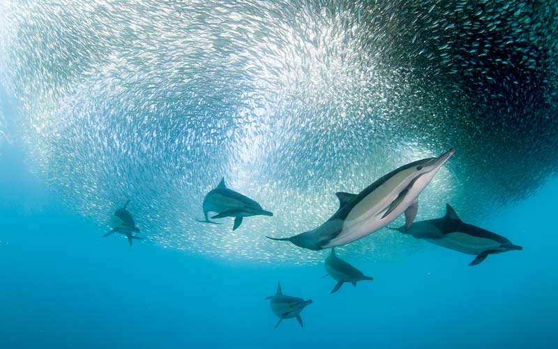 Dolphins swim near a swarm of tiny fish, looking for snacks