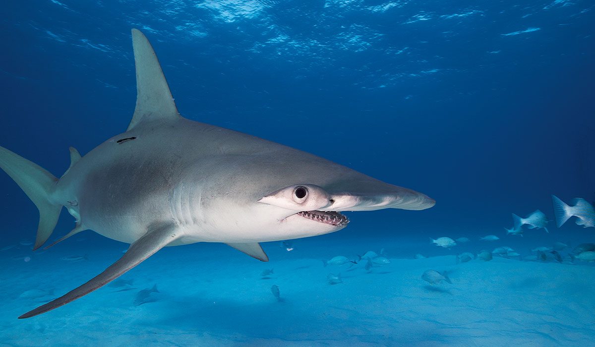 Dopey-looking hammerhead shark swims above the ocean floor