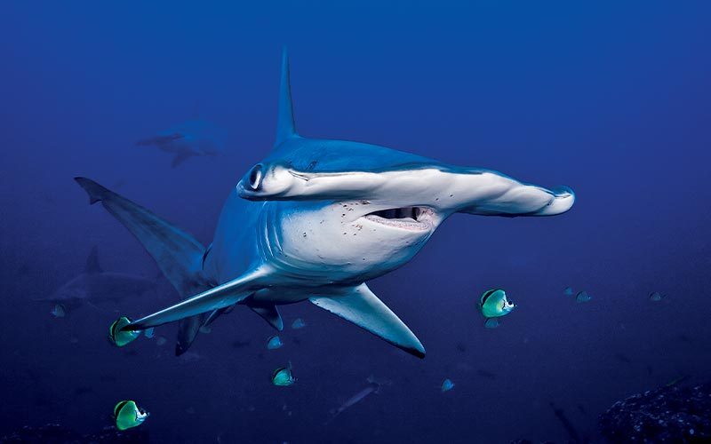 Dopey-looking hammerhead shark swims with a few green fish