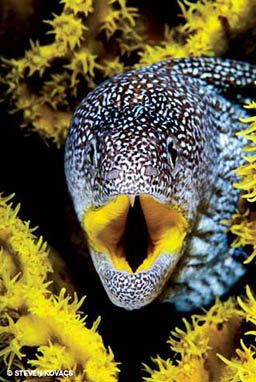 Eel with yellow mouth gawks at camera