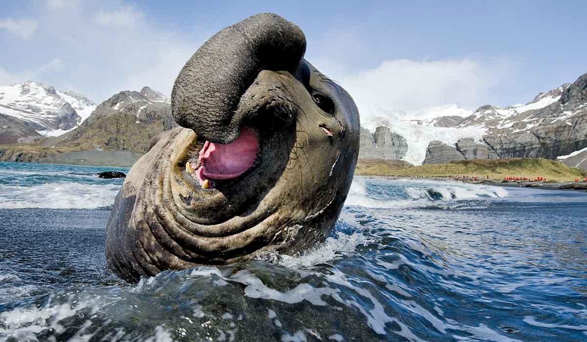 Elephant seal sticks its head out of water. Its tongue is sticking out and it looks happy.