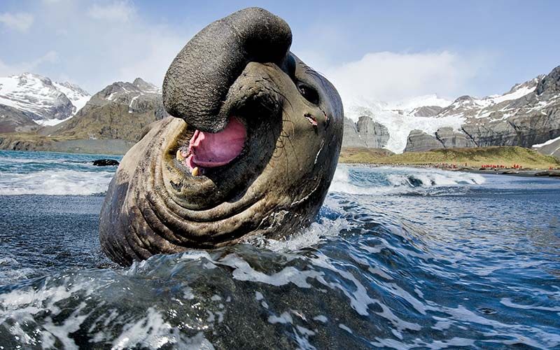 Elephant seal sticks its head out of water 800x500