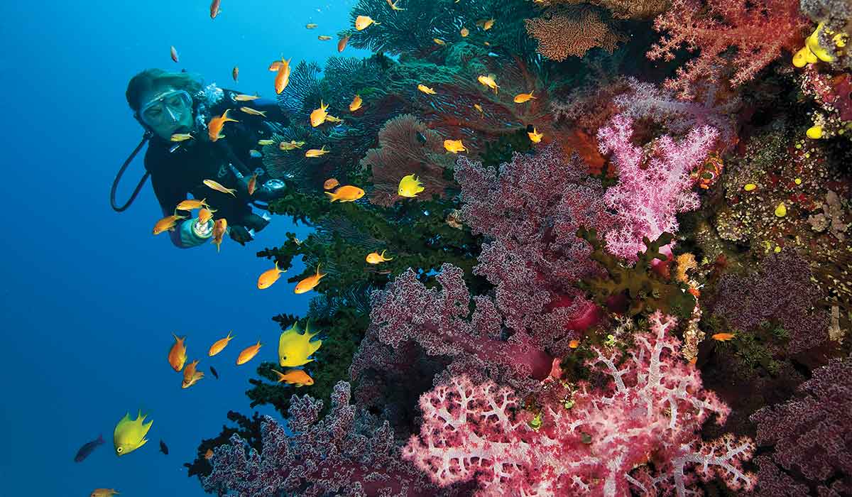 Female diver pokes her head around pink coral formation