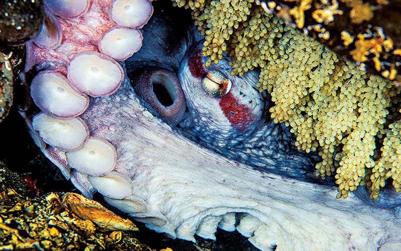 Female octopus protects its eggs