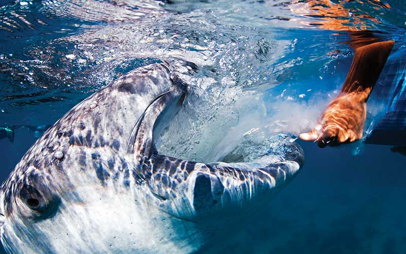 Fisherman hand feeds a whale shark at the ocean surface