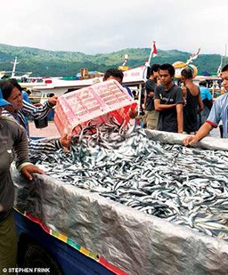 Fishermen dump a bucket of fish into a truck