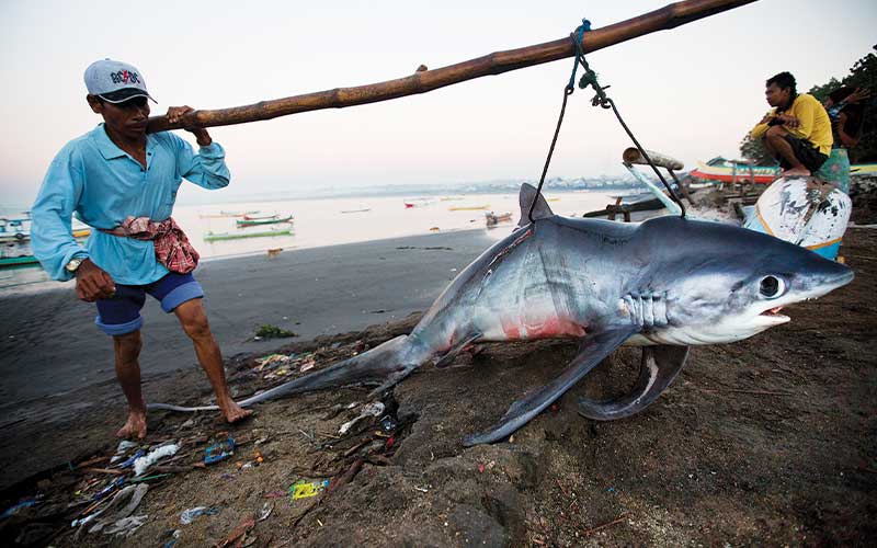 Fishermen hoist a dead shark onto the beach