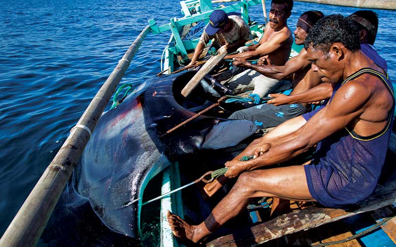 Fishermen work together to hoist a manta ray onto boat