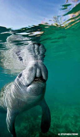 Florida manatee sniffs the water