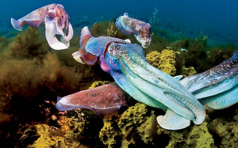 Four rainbow cuttlefish