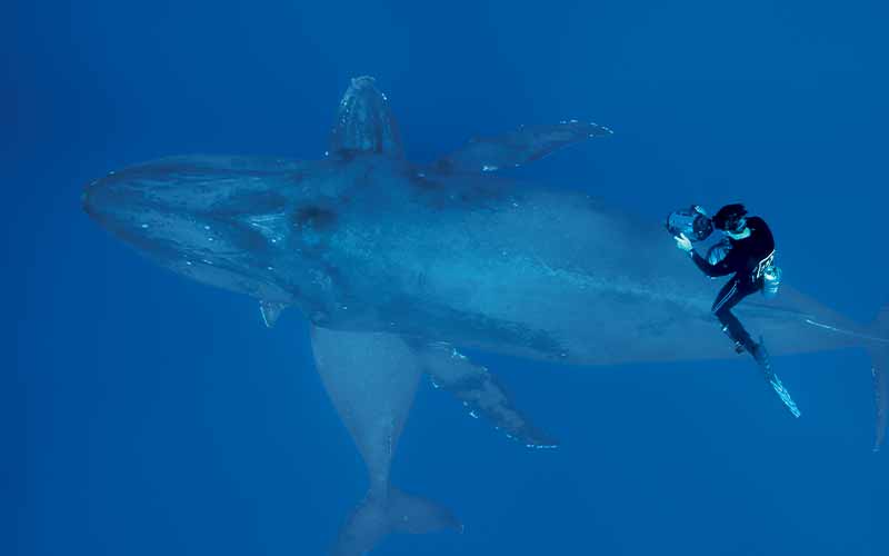 Jason Sturgis, part of the research group Whale Trust, documents the behavior of a female humpback whale and yearling calf in Auau Channel, Maui, Hawaii (NMFS Research Permit #987). This image was shot as part of a 2007 National Geographic story.