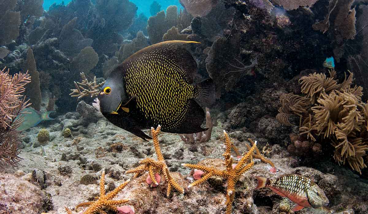 French angelfish, has yellow spots, and swims over corals