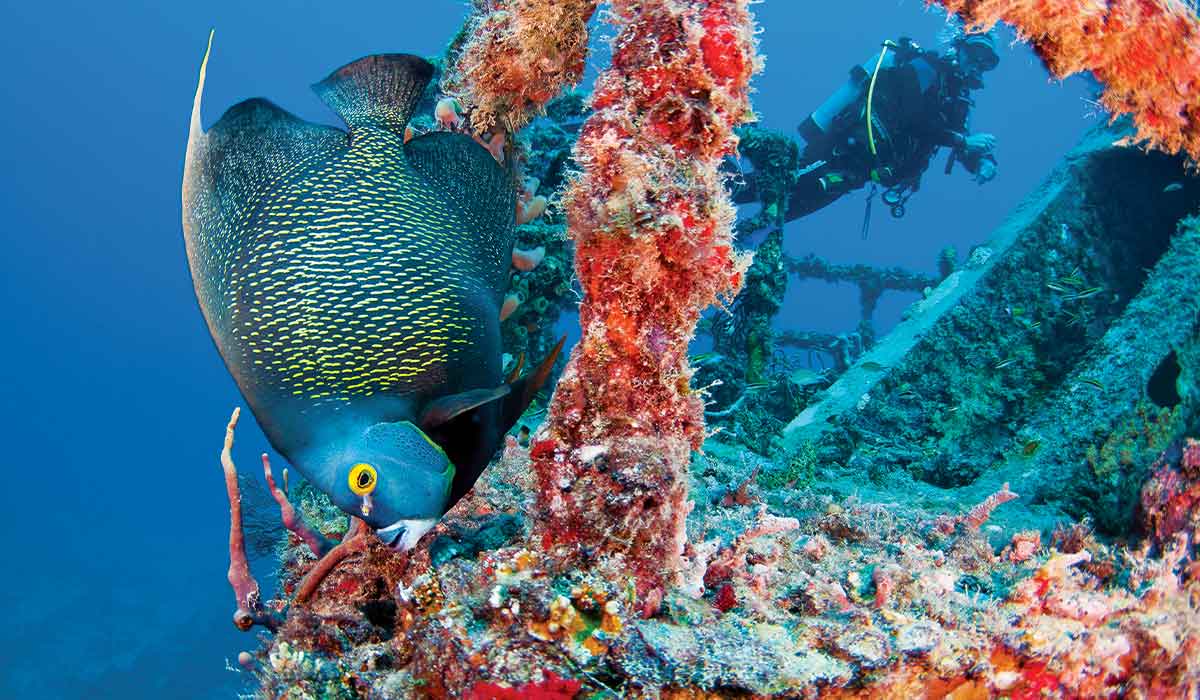 French angelfish swims around a sponge-encrusted shipwreck