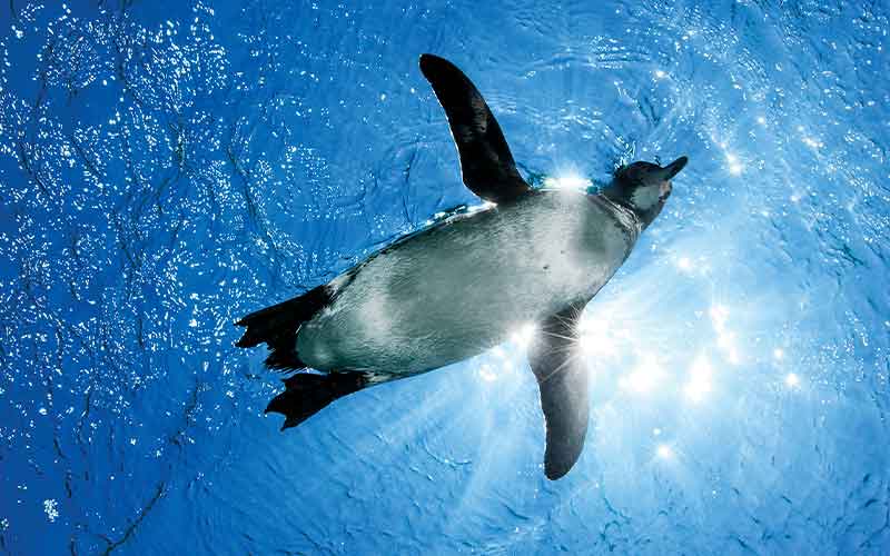 Galapagos penguin goes for a swim