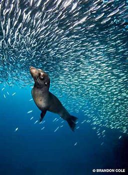 Galapagos sea lion swims through a school of tiny silver fish
