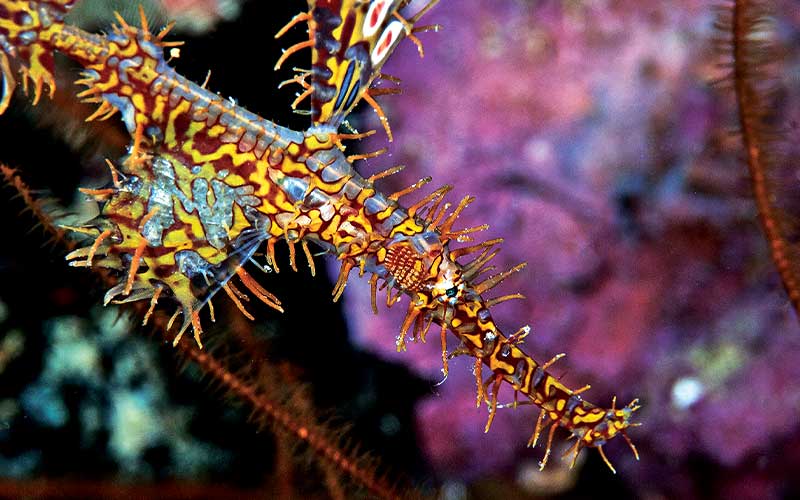 Ghostpipefish holds its eggs