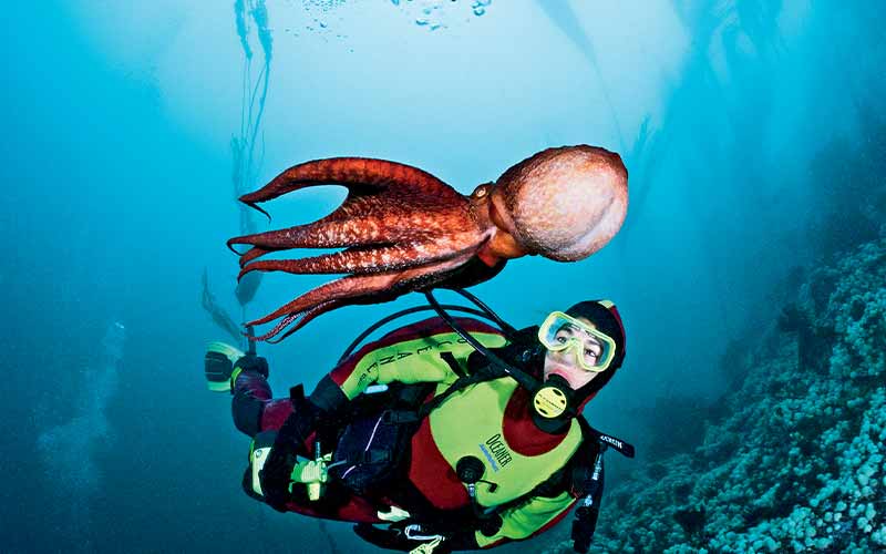 Giant Pacific octopus swims next to a drysuit diver
