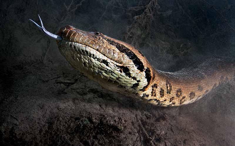 Giant anaconda sticks its tongue out
