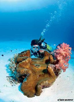 Giant clam and coral coexist and a diver swims close