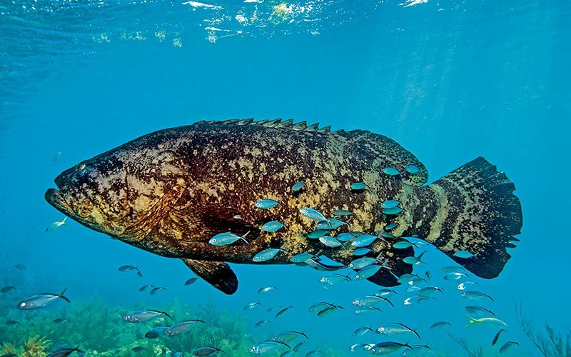 Giant grouper shelters tinier fish