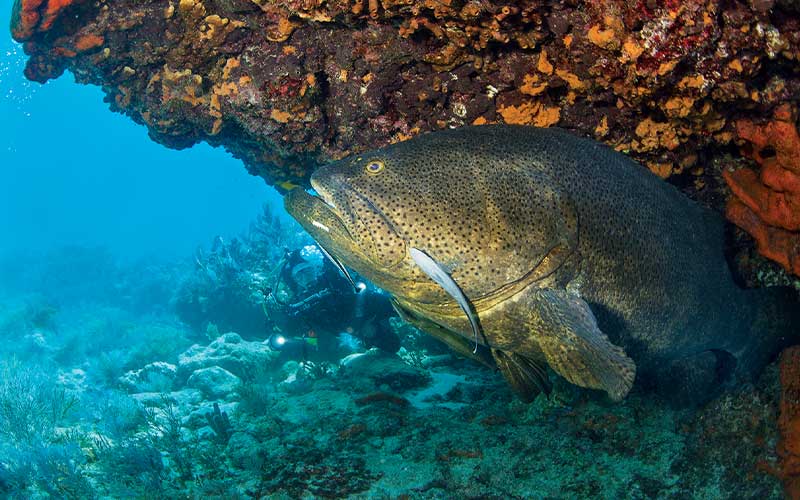 Giant grouper fish pokes head out of coral