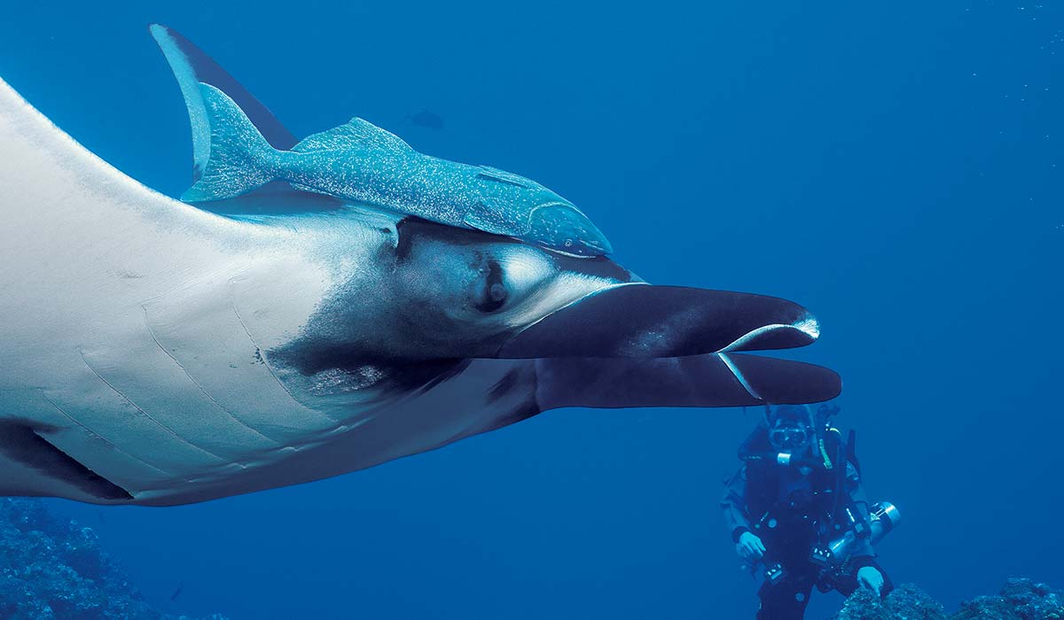 Giant manta ray swims with a fish on its head and a diver is in the background